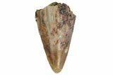 Fossil Phytosaur Tooth Tip - Arizona #144998-1
